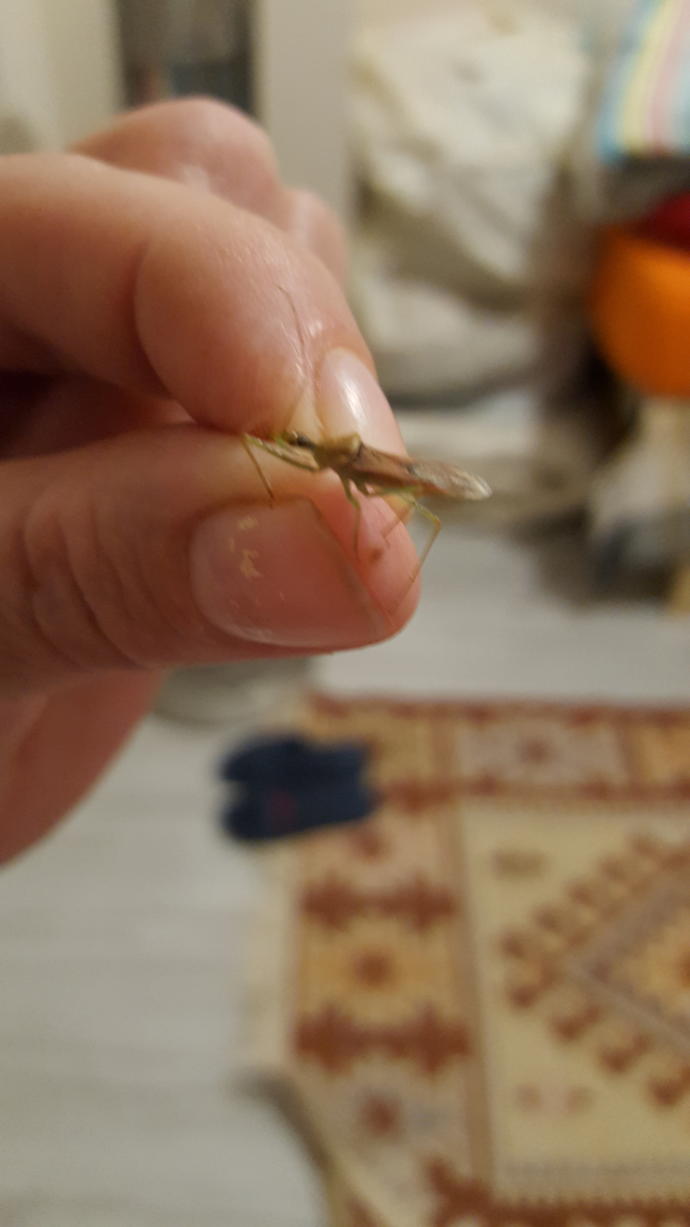 Böcek karnımı soktu kanatti bu ne bocegi bakar misiniz?