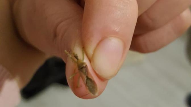 Böcek karnımı soktu kanatti bu ne bocegi bakar misiniz?