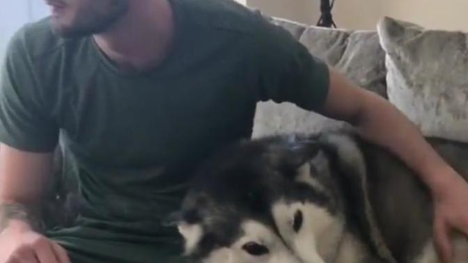 Bu köpeğin cinsi ne?