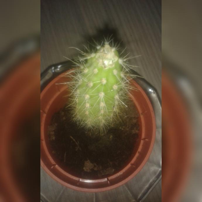Kaktüsün üstü burkulup zedelendi kurudu bende kestim böyle oldu ne yapmalıyım buna? Meftamı olucak acaba?