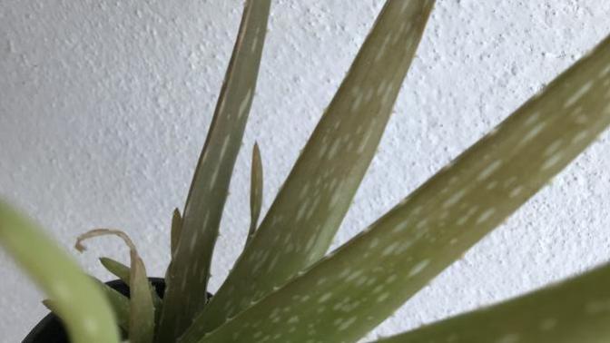 Aloe vera yaprakları neden kahverengiye döner?