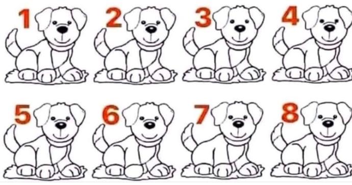Farklı olan köpeği bulabilir misiniz?