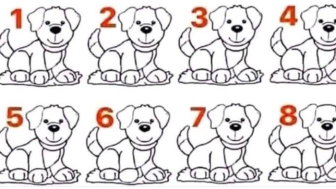 Farklı olan köpeği bulabilir misiniz?