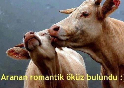 İlişkilerde erkeler neden ayıya veya öküze benzetiliyor😂?