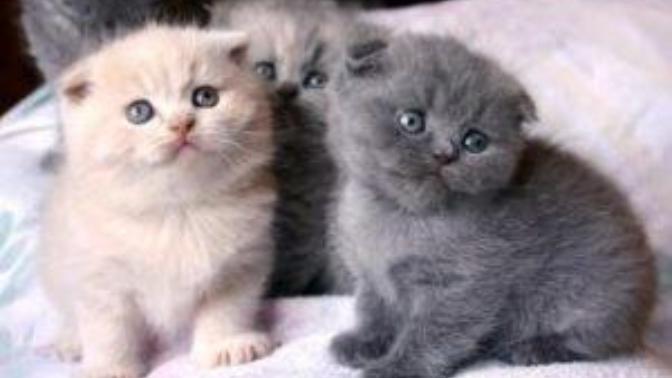 Scottish Fold cinsi kedi sahiplenmek istiyorum, Peki nereden sahiplenebilirim sizlerin kedisi var mı?