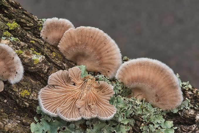 Schizophyllum commune mantarı, dünya üzerinde bu denli farklı cinsiyeti fazla olan tek canlı varlık..