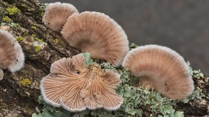 28 bin farklı cinsiyeti olan "Schizophyllum commune" mantarı hakkında ne düşünüyorsunuz?