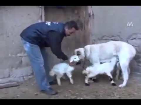 Köpeğin sütünden içen kuzunun yenilmesi haram mıdır?