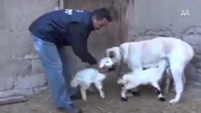 Köpeğin sütünden içen kuzunun yenilmesi haram mıdır?