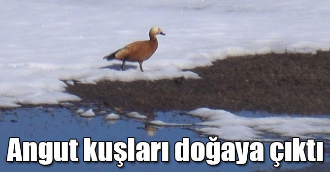 Eski sevgilin bir hayvan olsaydı, hangisi olurdu?