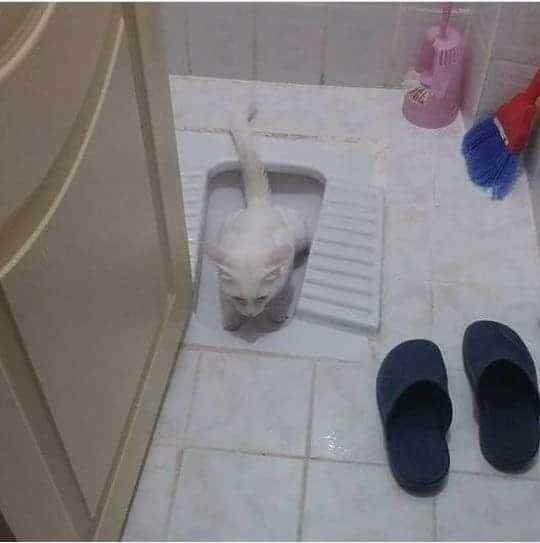 Arkadaşlar Kedim kabız olmuş nasıl geçer?