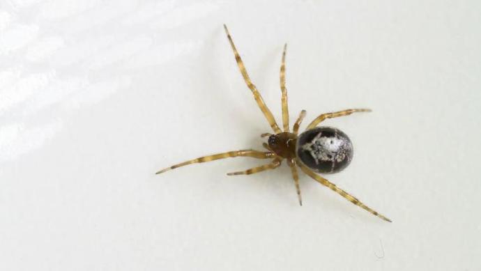 Theridiidae