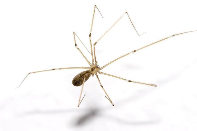 Theridiidae