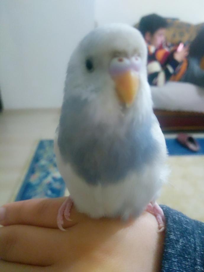 Sizce muhabbet kuşum dişimi erkek mi?