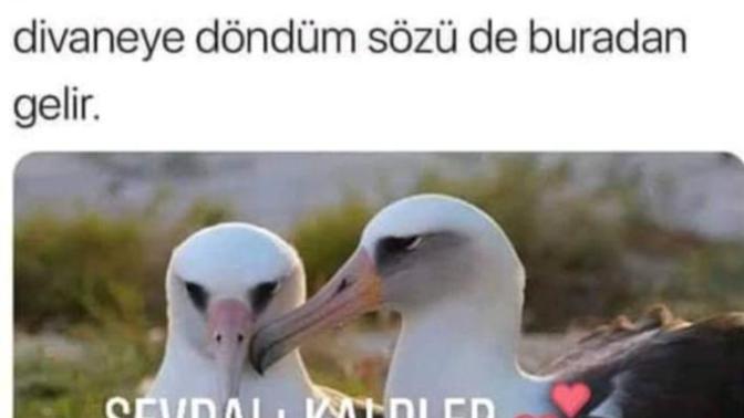 "Aşkından divaneye döndüm" sözündeki divanenin anlamını biliyor muydunuz?