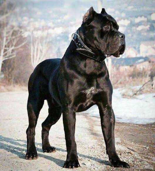 Köpek alacağım cane corso düşünüyorum yavru alacağım sizce nasıl?