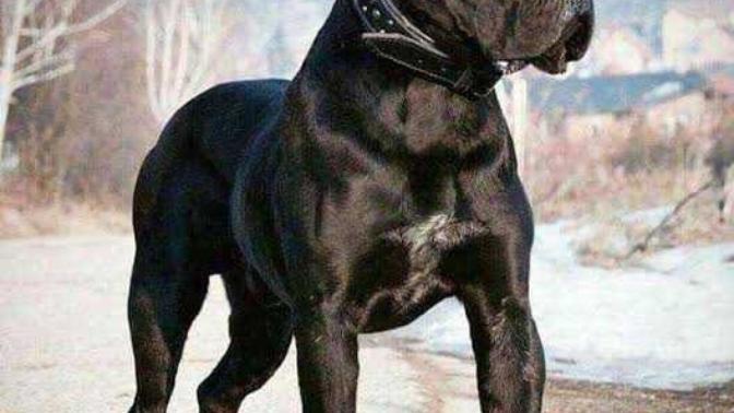 Köpek alacağım cane corso düşünüyorum yavru alacağım sizce nasıl?