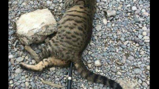 Kedilere yapılan işkenceler hakkında ne düşünüyorsunuz?