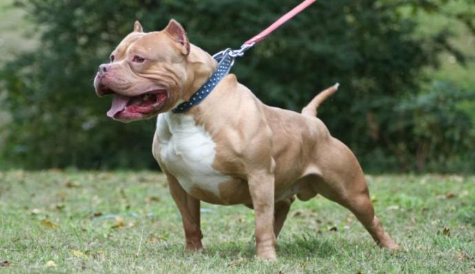 Pitbull rednose?