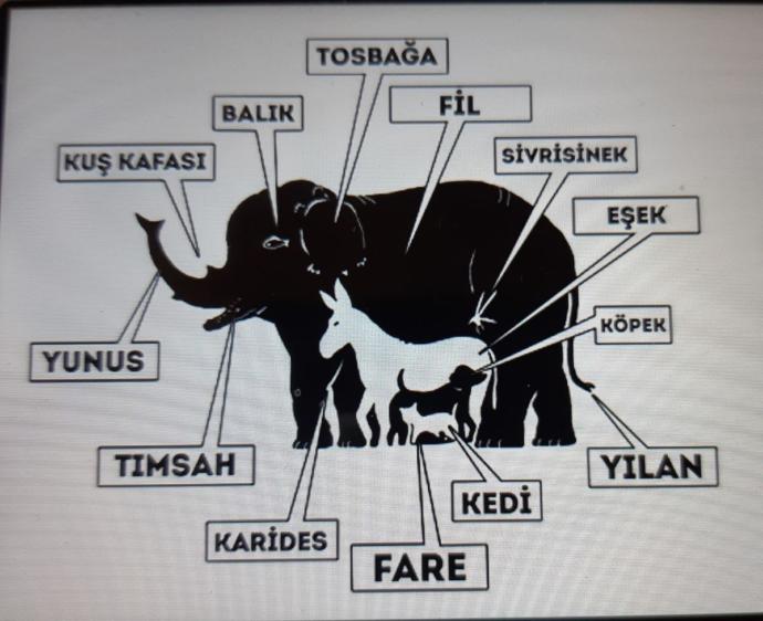 Resimde kaç tane hayvan görüyorsunuz?