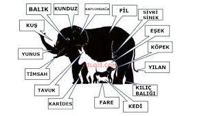 Resimde kaç tane hayvan görüyorsunuz?