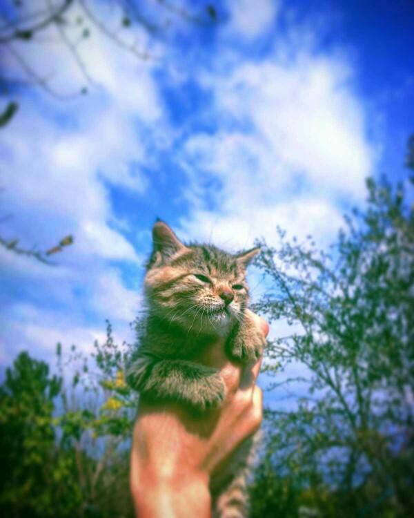 Beslediğim kedi onu sevmeme kucağıma almama izin vermiyor tırmalıyor neden?