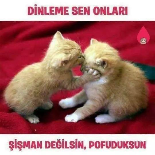 Sevgilim sürekli koca popolu diyor?