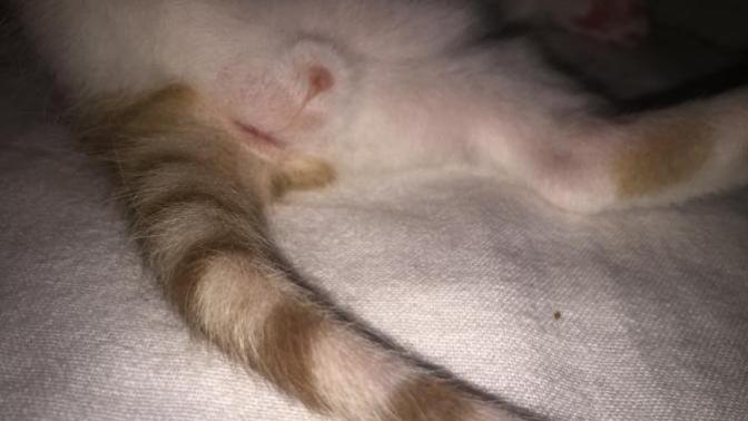 Bu kedi kız mı erkek mi anlayanlar?