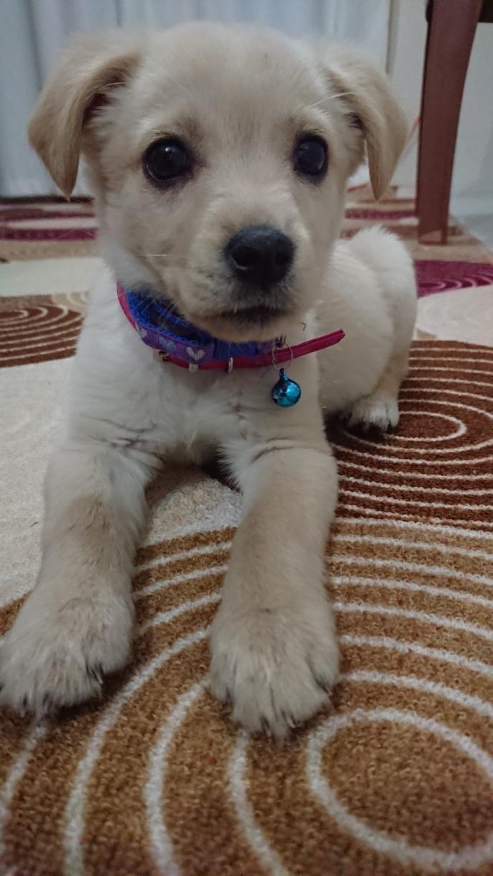 Sizce sokak köpeği mi yoksa cins bir köpek mi?