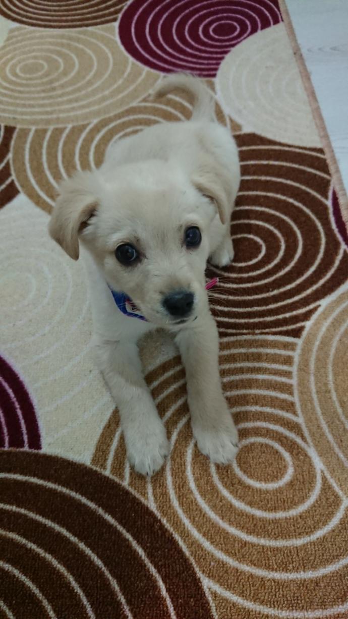 Sizce sokak köpeği mi yoksa cins bir köpek mi?