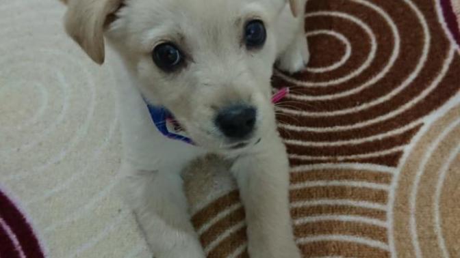 Sizce sokak köpeği mi yoksa cins bir köpek mi?