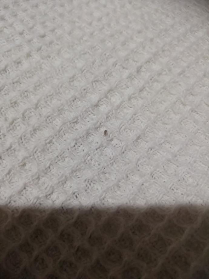 Bu BİT mi? Yoksa farklı böcek mi? Gereksiz cevaplar vermeyin?