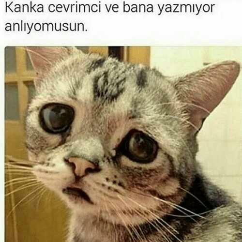 Çevrimiçi oluşunu izlemekte sevdaya dahil mi 😩?