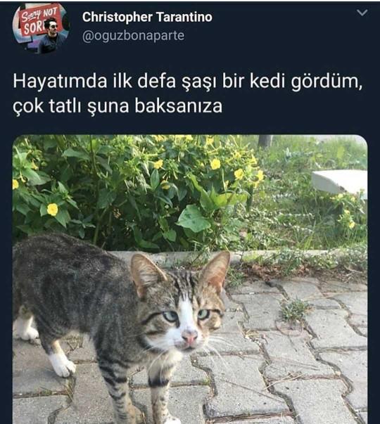 Kediler de şaşı oluyor mu?
