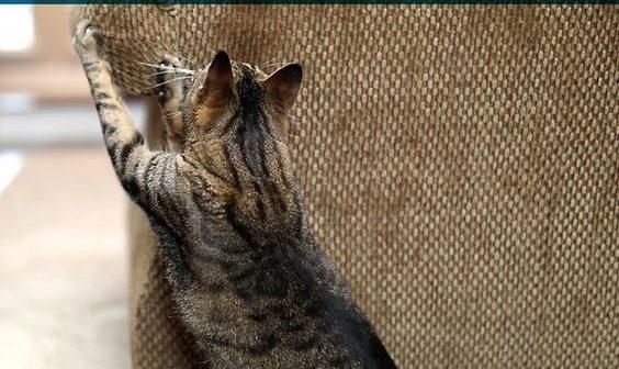 Evde kedi beslemenin avantajları ve dezavantajları nelerdir