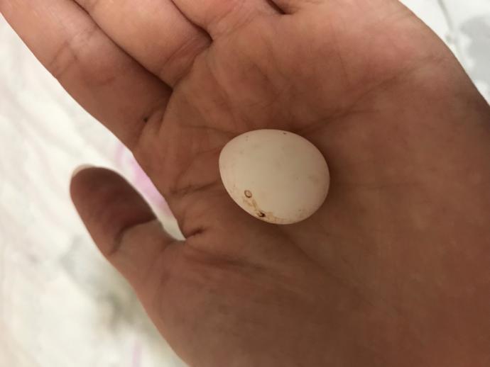 Papağanım neden yumurtlamış olabilir? eşi yokk?