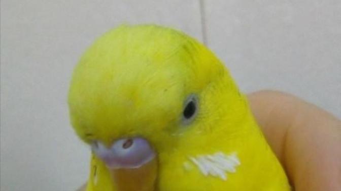 Muhabbet kuşu dişi mi erkek mi? Ve kaç yaşında?