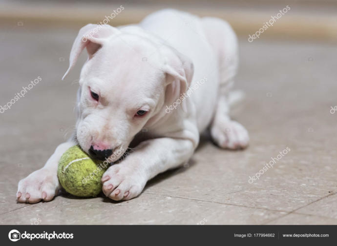 Pitbull mu Aslan mı?