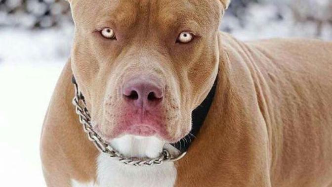 Pitbull mu Aslan mı?