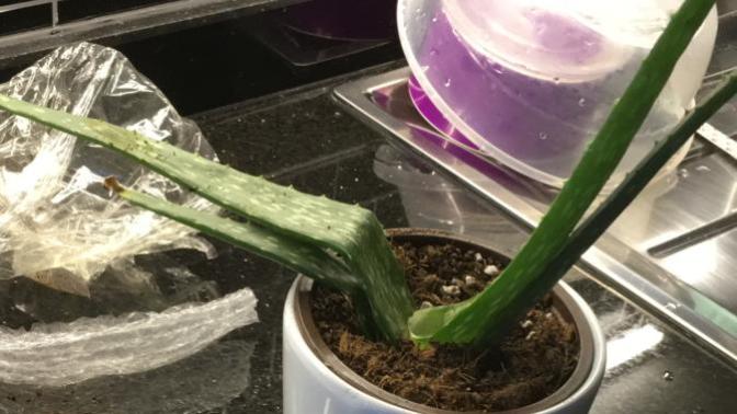 Aloe vera bitkisi cogaltma?