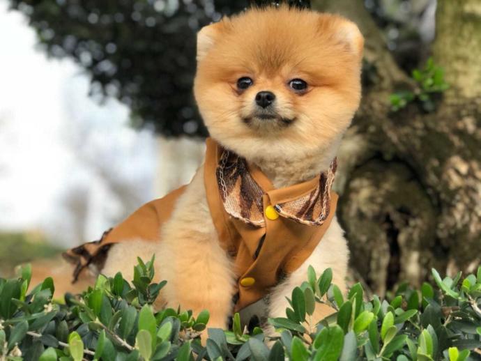 Arkadaşlar pomeranian almak istiyorum yardımcı olun?