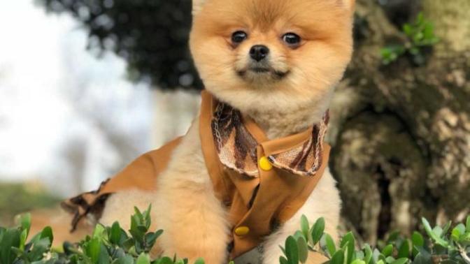 Arkadaşlar pomeranian almak istiyorum yardımcı olun?