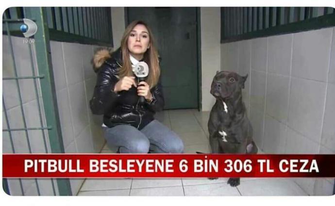 Pitbul besleyenlere yeterli bir ceza mı🍁?