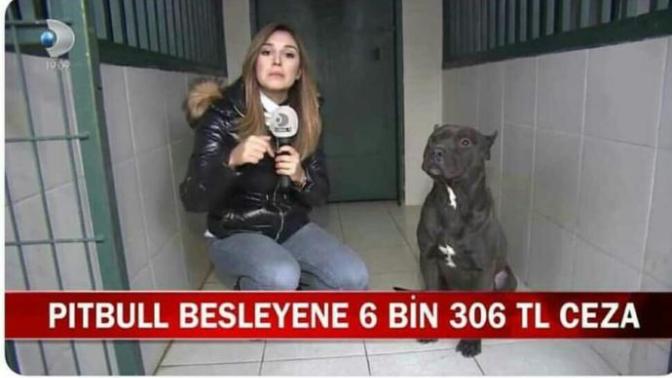 Pitbul besleyenlere yeterli  bir  ceza mı🍁?