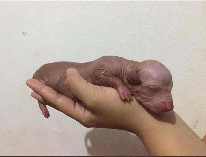Yavru Köpek Buldum Ne Yapmam Lazım?