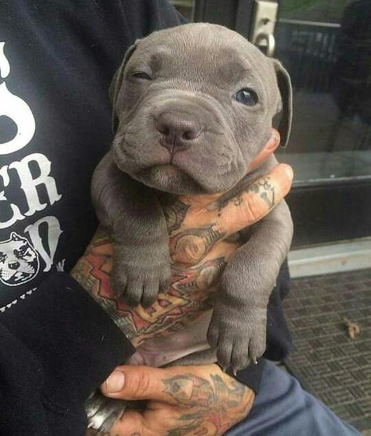 Pitbull mu golden mi?