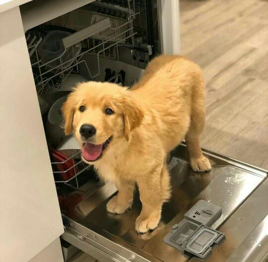 Pitbull mu golden mi?