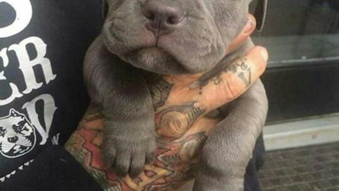 Pitbull mu golden mi?