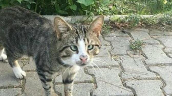 Siz hiç şaşı kedi gördünüz mü 😻?