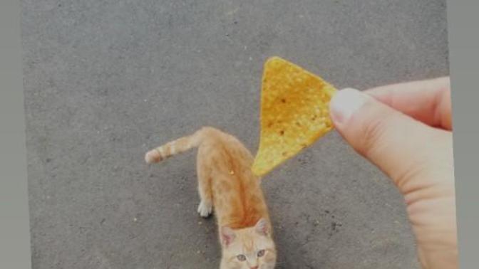 Kediler cips yer mi?